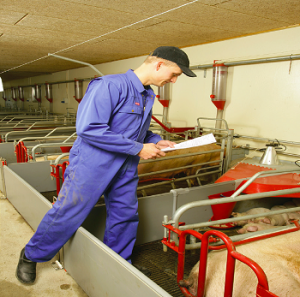 INN-0-CRATE Traidisiúnta Farrowing Peann