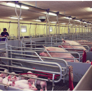 Inn-0-apoti Ibile Farrowing Pen