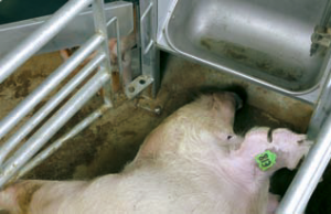 INN-0-CRATE Traidisiúnta Farrowing Peann