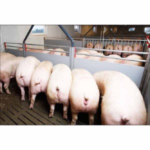 Liquid feeding pen wall