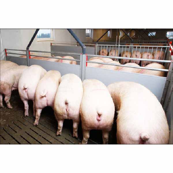 Europe style for Pig Drinking Nipple -
Liquid feeding pen wall – Egebjerg detail pictures