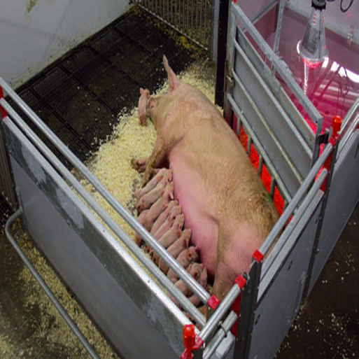 Best quality Insemination Stall -
BT-30 -Loose Farrowing Pen – Egebjerg detail pictures