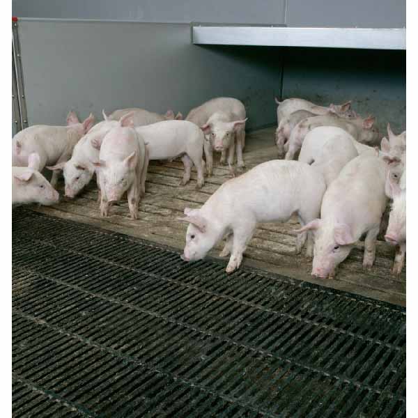 Manufacturing Companies for Automatic Pig Feeder -
 Weaner, WTF,Finisher Pen – Egebjerg